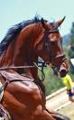 Beau hongre belge