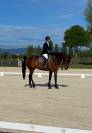 Beau hongre belge