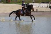 Beau hongre belge