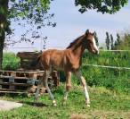 Pouliche (kilimandjaro semilly)