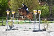 Hongre 12 ans SF pour Cso Am1/2