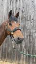 Hongre 12 ans SF pour Cso Am1/2