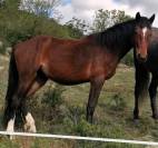 Petit cheval de sport