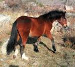 Petit cheval de sport