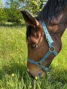 Demi pension cheval