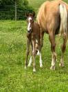 Poulain poney français de selle 