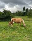 Poulain poney français de selle 