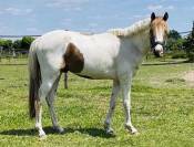 Gelding French Saddle Pony For sale 2023 Tobiano