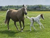 Gelding French Saddle Pony For sale 2023 Tobiano