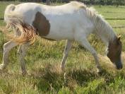 Gelding French Saddle Pony For sale 2023 Tobiano
