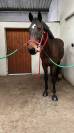 Top cheval polyvalent à prendre en DP