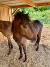 Poney av  