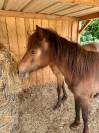 Poney av  