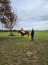Caballo castrado Pottok En venta 2009 Pío por fiera