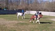Caballo castrado Pottok En venta 2009 Pío por fiera