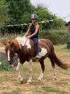 Caballo castrado Pottok En venta 2009 Pío por fiera