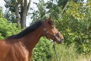 Cheval sport