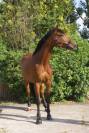 Cheval sport