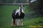 Miss Jones, jument irish cob en cours de débourrage