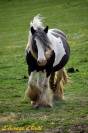 Miss Jones, jument irish cob en cours de débourrage