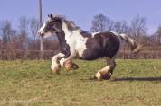 Miss Jones, jument irish cob en cours de débourrage