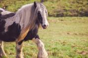 Miss Jones, jument irish cob en cours de débourrage