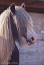 Miss Jones, jument irish cob en cours de débourrage