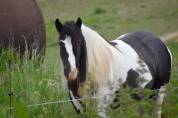 Cassie, jument irish cob pie noir suitée ou seule