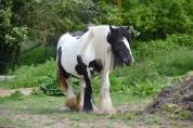 Cassie, jument irish cob pie noir suitée ou seule