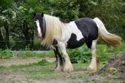 Cassie, jument irish cob pie noir suitée ou seule