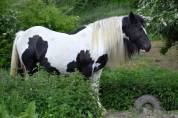 Cassie, jument irish cob pie noir suitée ou seule