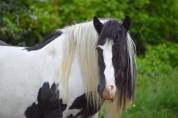 Cassie, jument irish cob pie noir suitée ou seule