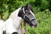 Cassie, jument irish cob pie noir suitée ou seule
