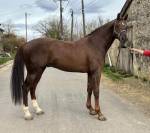4 ans tres chic gros  moyens
