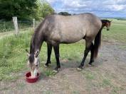 Poulain 2 ans AES 