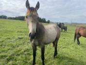 Poulain 2 ans AES 