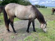 Poulain 2 ans AES 