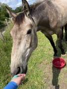 Poulain 2 ans AES 