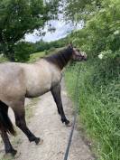 Poulain 2 ans AES 