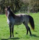 Pouliche Rocky Mountain Horse
