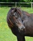 Pouliche Rocky Mountain Horse