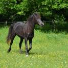 Pouliche Rocky Mountain Horse