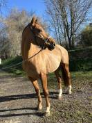 Fils hongre 10 ans 
