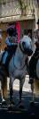 Jument PP Camargue 6 ans 