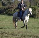 Jument PP Camargue 6 ans 
