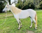 Jument PP Camargue 6 ans 