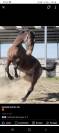 Hongre loisir/obstacle
