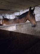 Hongre loisir/obstacle