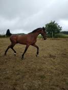 Hongre loisir/obstacle