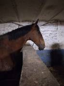 Hongre loisir/obstacle